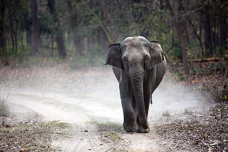 gray elephant walking on road near trees thumbnail