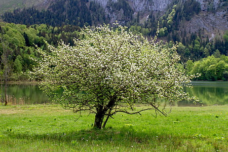 lone tree thumbnail