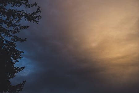 Silhouette of a Tree With Cloudy Sky Background thumbnail