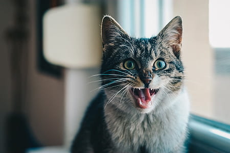 focus photography of gray tabby cat thumbnail