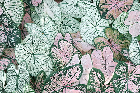 Photo of Leaves thumbnail