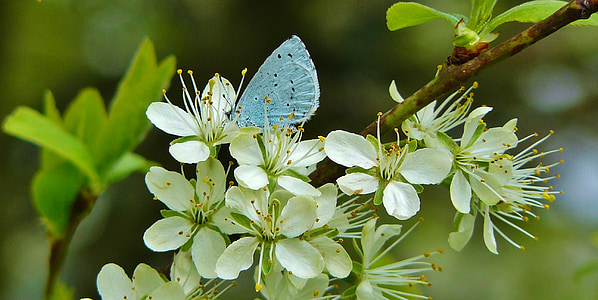 selective focus photography of common blue butterfly perching on white flower thumbnail