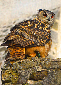 Euresian eagle owl thumbnail