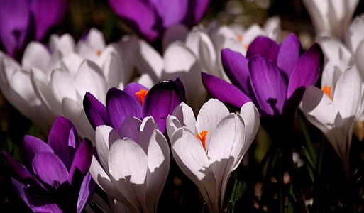 field of white and purple petaled flowers thumbnail