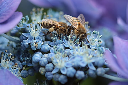 macro photo of blue flowers and honeybees thumbnail