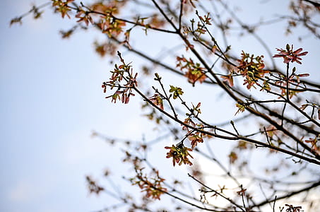 selective focus photography of bare tree thumbnail