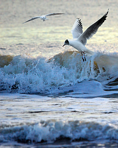white and black seagull thumbnail