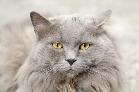 long-fur gray cat thumbnail