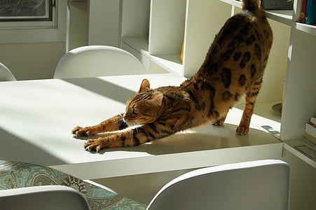 Bengal cat stretching on white table thumbnail