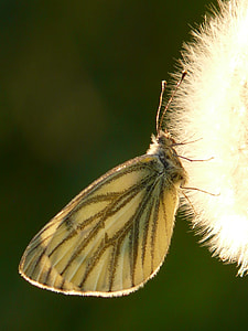 brown moth thumbnail