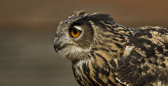 selective focus photography of owl thumbnail