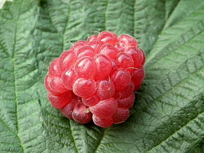 red raspberry on green leaf thumbnail