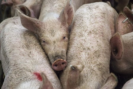 pig lot thumbnail