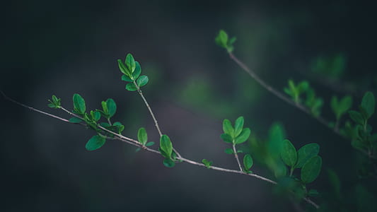 selective focus photography of green leaf plants thumbnail