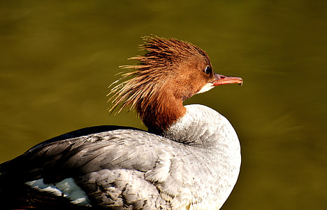 white and brown bird thumbnail