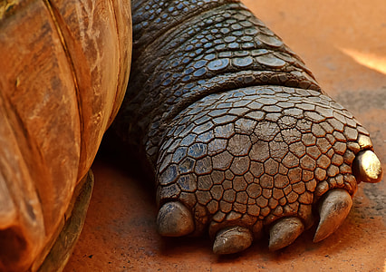 close-up photography of brown turtle paw on brown surface thumbnail