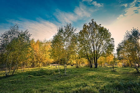 green leafed trees thumbnail