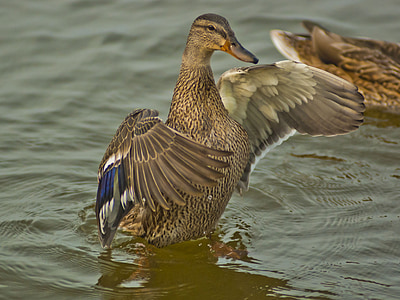 brown duck flapping wings thumbnail