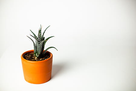 Green Potted Zebra Cactus Plant thumbnail