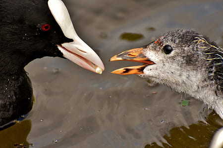 macro shot of two ducks thumbnail