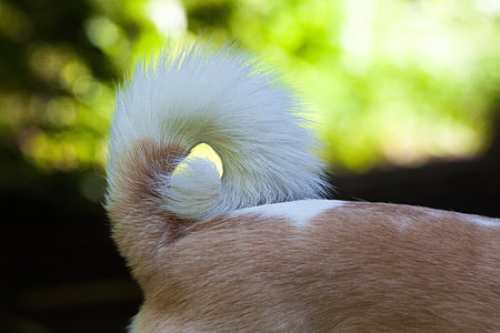 closeup photo of dog tail thumbnail