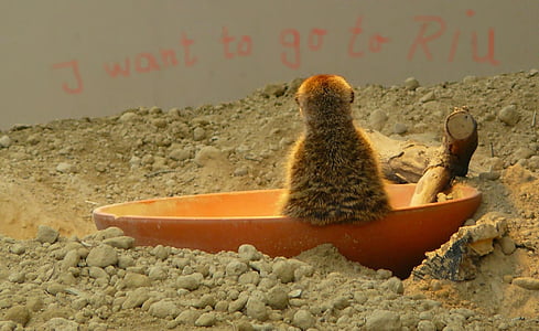 long-coated brown animal on orange bowl thumbnail
