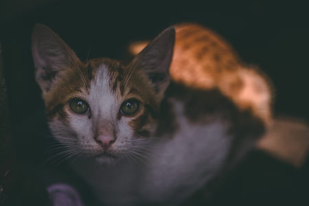 Tabby Cat thumbnail