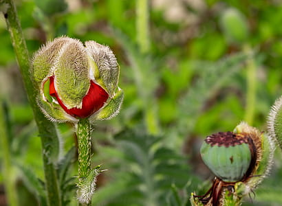 green plant thumbnail