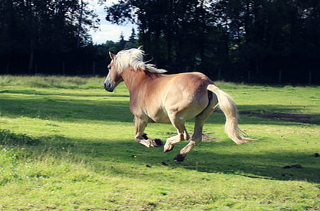 brown horse thumbnail