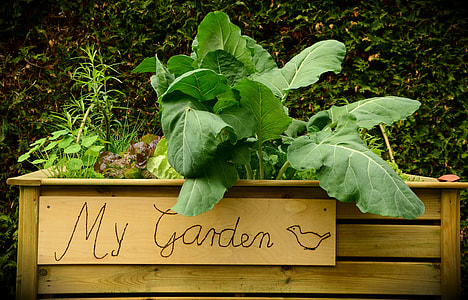 photo of green plant in brown wooden box My Garden print board thumbnail