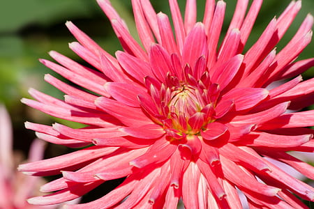 Pink Flower Illustration thumbnail