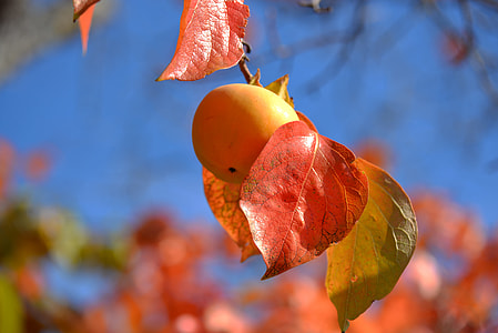 selective focus photo of round orange fruit thumbnail