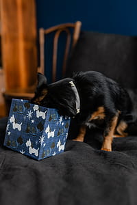 Christmas gifts for a cute little dog thumbnail
