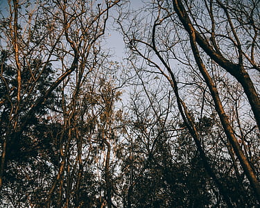 photo bare trees thumbnail