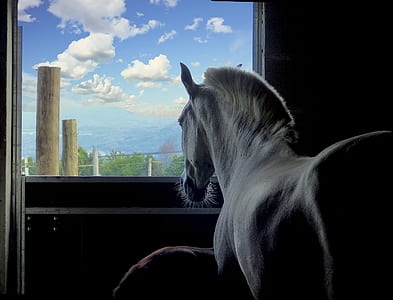photo of white horse in stable thumbnail