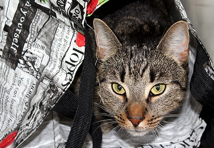 black and brown tabby cat inside black and white tote bag thumbnail