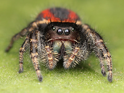 closeup photo of red and black jumping spider thumbnail