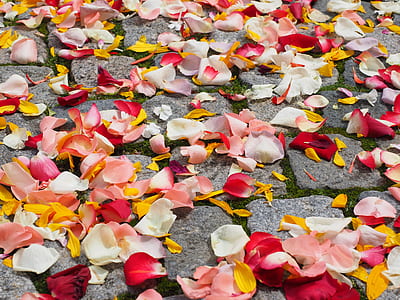assorted-color flower petals on concrete floor thumbnail