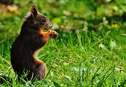 brown squirrel on green grass at daytime thumbnail