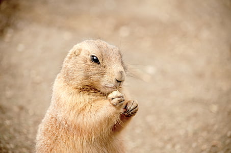 brown rodent in closed-up photo during daytime thumbnail