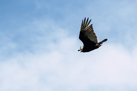 Black and Gray Bird Flying Under White Clouds and Blue Sky thumbnail