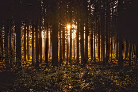 landscape photography of crepuscular rays in forest thumbnail