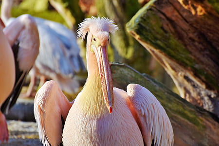selective focus photo of white and brown pelican thumbnail