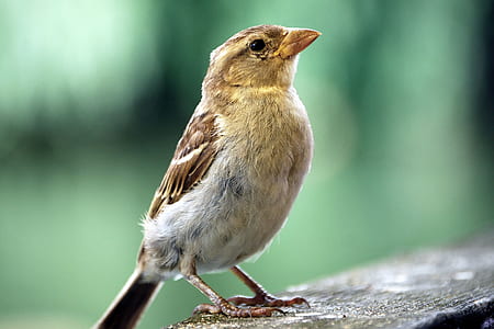 selective focus photo of brown passerine bird perching on gray concrete wall thumbnail