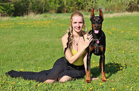 Doberman, Yorkshire Terrier thumbnail