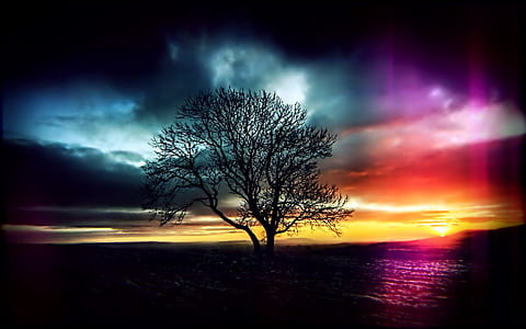 silhouette photo of trees during golden hour thumbnail