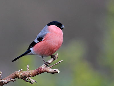 black, gray, and red bird on tree branch thumbnail