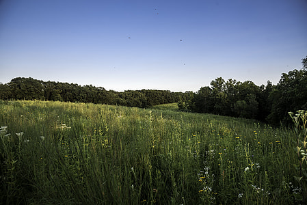 Grassland, forest, and skies at Cross Plains State Park thumbnail