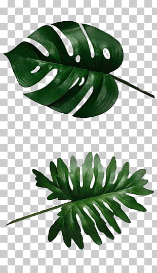 Swiss cheese plant Banana leaf Philodendron, leaf, Swiss cheese leaf illustration PNG clipart
