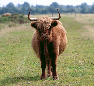 Scottish Hochlandrind, Highland Cattle thumbnail